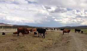 Farmers and Ranchers: The Estate Tax Looms - Asset Protection & Business Planning Lawyer - Dallas, Texas